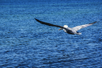 PELICAN BIRD