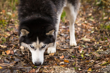 Blue eyes siberian dog husky closeup looking at the camera gaze in nature