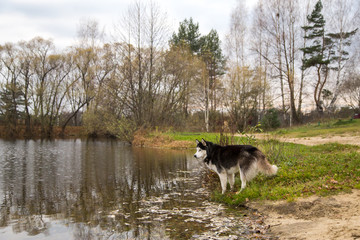 Siberian husky dog stands on the shore of the lake in autumn