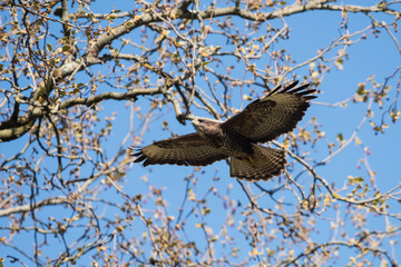 Common Buzzard, Buteo buteo 