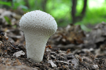 The Common Puffball (Lycoperdon perlatum)  edible mushroom  can be eaten by slicing and frying in batter or egg and breadcrumbs, or used in soups