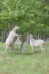 Fototapeta premium Goats family are eating