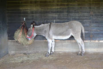 donkey