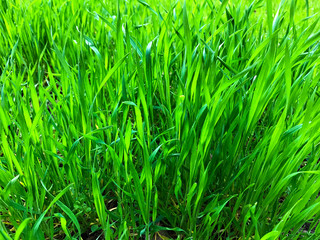 Fototapeta premium Green background - grass.