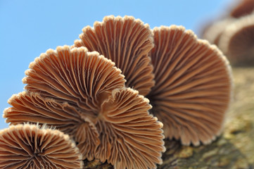 Shizophyllum commune, healing mushroom, Small mushroom growing on sick tree
