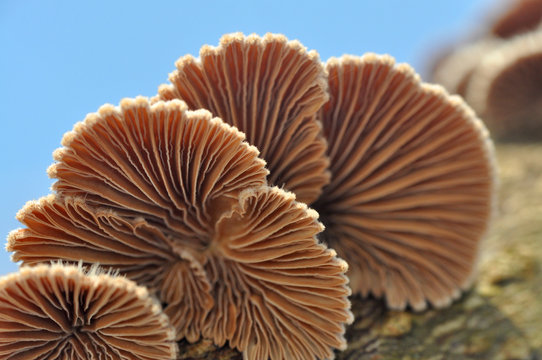 Shizophyllum commune, healing mushroom, Small mushroom growing on sick tree
