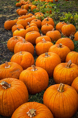 Pumpkin Patch