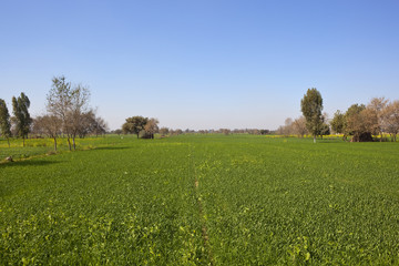 wheat crop in rajasthan