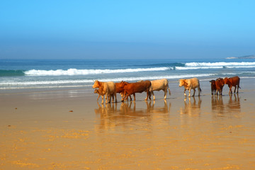 Fototapeta na wymiar The herd of cows, bulls and calves sunbathes on the sunny beach of Atlantic ocean. Andalusia, Spain. 