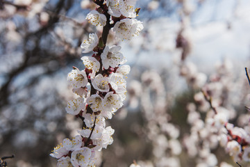 Close-up of a branch of a blossoming apricot