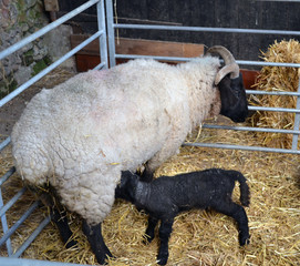 sheep with lamb