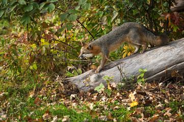 Grey Fox (Urocyon cinereoargenteus) Walks Down Log