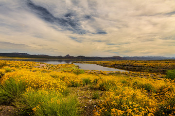 Alamo State Park, Arizona. On a morning hike in mid-March, a profusion of of wildflowers was seen...