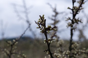 Spring tree flowering. Slovakia