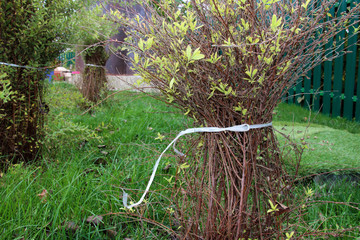 Ornamental shrub bound up with a string to prevent its damage by the snow in the autumn garden