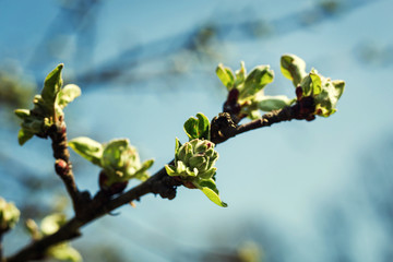 The first spring gentle leaves, buds and branches macro background, young branches with leaves and buds, First sprout on tree branch. Nature awakening in spring. Horizontal view.