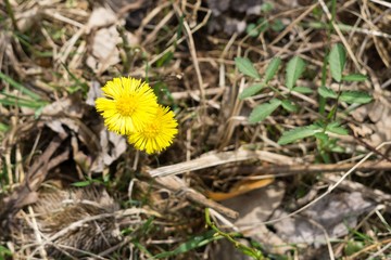 Yellow coltsfoot spring flowers. Slovakia