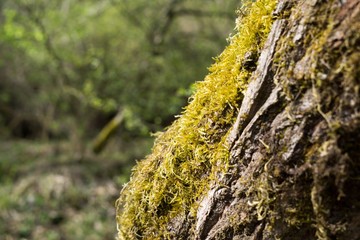 Moss on the tree trunk. Slovakia