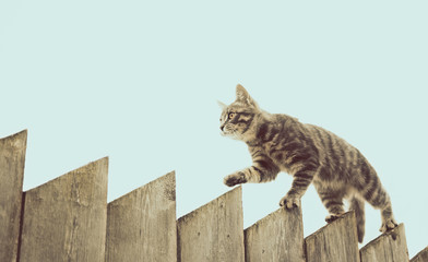 Chat gris moelleux marchant sur une vieille clôture en bois.