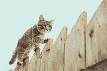 Fluffy gray cat walking on a old wooden fence.