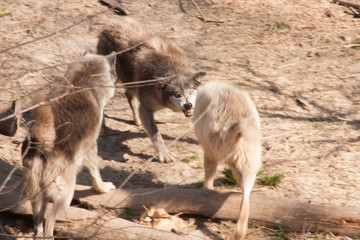 Family Squabble