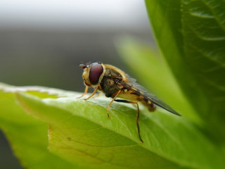 Extreme close up of wasp sitting on leaf