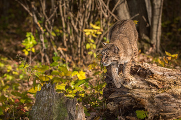 Bobcat (Lynx rufus) Preps to Jump