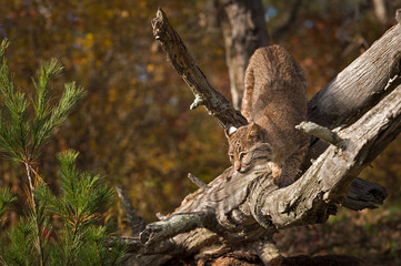 Bobcat (Lynx rufus) Crouch Turned on Branch