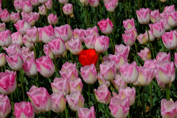 Une tulipe rouge entre les tulipes roses.