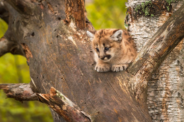Female Cougar Kitten (Puma concolor) Alone in Tree