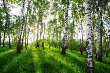 summer in sunny birch forest - obrazy, fototapety, plakaty