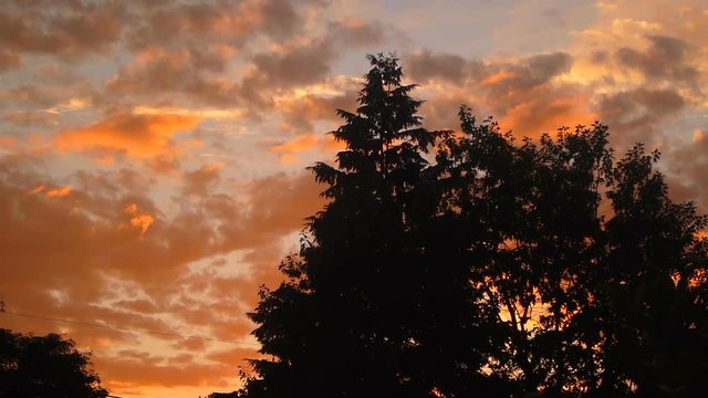 Colorful sunset cloudscape with birds flying to tree top.