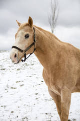 Horse in snowy pasture looking at the camera