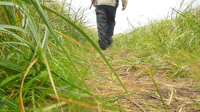 Man walking away from camera on rainy and windy path near Pacific Ocean.