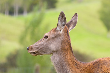 Reh in der Natur