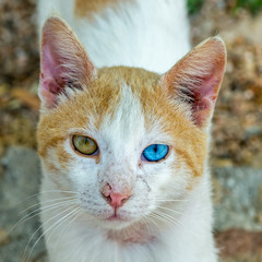 The cat with eyes of different colors