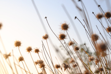 Beautiful sunrise light through thorn or bur flowers and grass