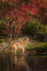 Coyote (Canis latrans) Looks Right Reflected in Pond