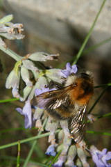 Biene auf Lavendelblüte