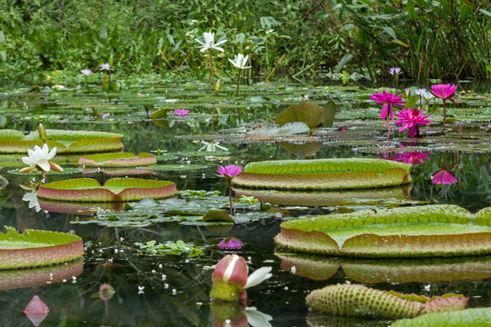 Fototapeta Blooming water lilies and big floating Victoria water lily leafs in a pond.