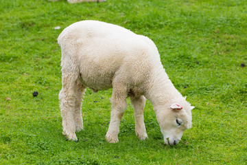 Obraz premium Lamm beim Grasen