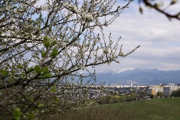 Spring tree flowering. Slovakia
