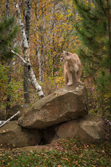 Adult Male Cougar (Puma concolor) Stands Atop Rock Den