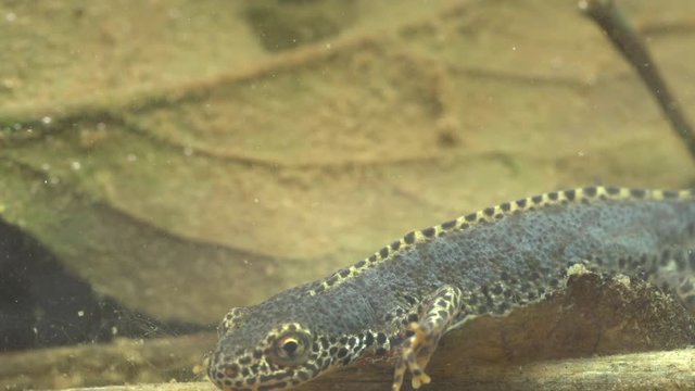 Alpine newt in a pond 