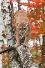 Adult Male Cougar (Puma concolor) Walks Down Birch Branch