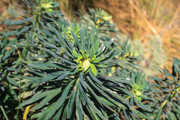 Close up of green plant