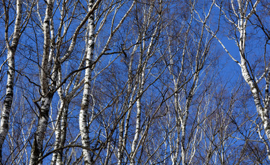 Obraz premium Beautiful birch grove in spring against the blue sky, nature, landscape, texture, background