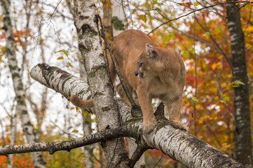 Adult Male Cougar (Puma concolor) Looks Left From Birch Tree