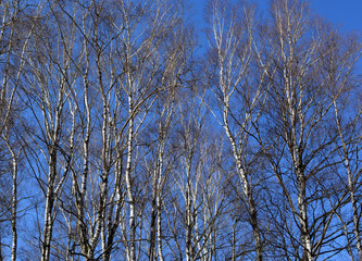 Beautiful birch grove in spring against the blue sky, nature, landscape, texture, background