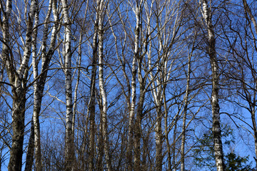 Beautiful birch grove in spring against the blue sky, nature, landscape, texture, background